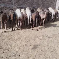 شتر چاق و بچه شتر درهمه وزن|حیوانات مزرعه|قم, نوقطار|دیوار