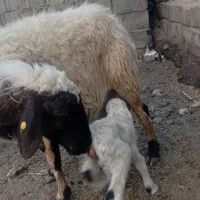 میش بره