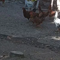 خروس جوان|حیوانات مزرعه|ضیاء آباد, |دیوار