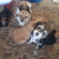 توله سگ شیتزو|سگ|دورود, |دیوار