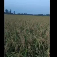 برنج هاشمی اعلا|خوردنی و آشامیدنی|رشت, رشتیان|دیوار