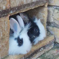 فروش خرگوش