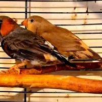 فنچ بلک بادی کینگ جامبو حرفه ای انگلیسی