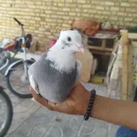 طوقی