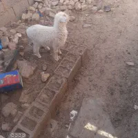 بره ماده|حیوانات مزرعه|زیرکوه, |دیوار