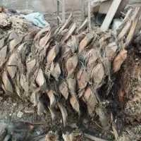 بریدن انواع درخت رایگان ونخل هم میبرم|خدمات باغبانی و درختکاری|آبادان, |دیوار