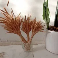 گندم خوشه طلایی