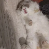 خرگوش سفید برفی|موش و خرگوش|رباط‌کریم, نصیرشهر|دیوار