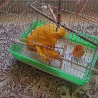 قفس پرنده با تجهیزات کامل