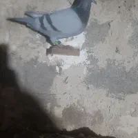 بیست عدد پلاکی بیشتر شون ثبت‌ سامانه هستن