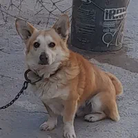 سگ‌پاکوتاه