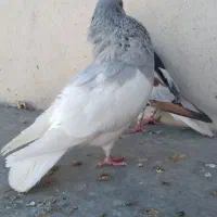 یال  آسمونی