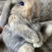 خرگوش نژاد اصیل لوپ مینیاتوری