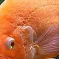 ۲عدد. اسکارپرتقالی ۱۷سانتی|ماهی|زابل, |دیوار