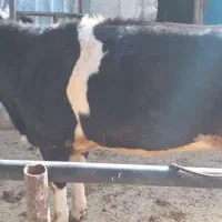 تلیسه پنج ماه آبستن سیمینتال