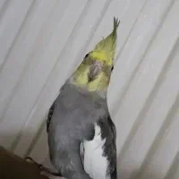 عروس هلندی گم شده|حیوانات|آستارا, |دیوار