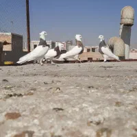 طوقی هفرنگ اصل کرمانشاه|پرنده|قزوین, |دیوار