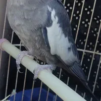 عروس هلندی نر