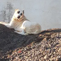 ماده الابای روسی