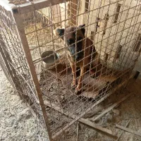 توله سگ ماده مالینیوز اصل