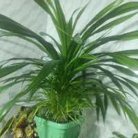 گل و گیاه|گل و گیاه طبیعی|گنبد کاووس, |دیوار