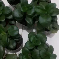 گل وگیاه سر سبز