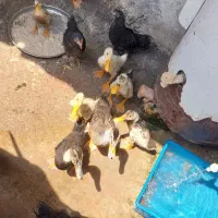 مرغ و خروس و اردک محلی