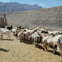 گوسفند زنده و گوشتی همراه با قصاب|حیوانات مزرعه|یزد, |دیوار