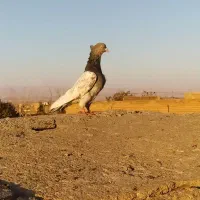 کبوتر   کفتر  چخ  سینه سیاه  کله سبز