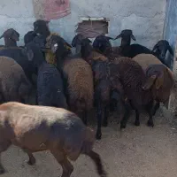 15راس توقلی ماده پای قوچ