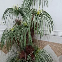 درختچه نخل مصنوعی