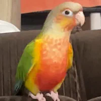 طوطی گرینچیک|پرنده|قائم‌شهر, |دیوار