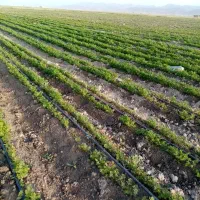 فروش ۱۵ هکتار زمین کشاورزی وگلخانه در بیضا|فروش زمین و ملک کلنگی|بیضا, |دیوار