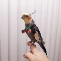 طوطی عروس هلندی گمشده