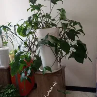 گلدان بزرگ گل طبیعی گوش گرگی