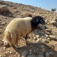 قوچ کله سیاه عالی عالی ۳ساله|حیوانات مزرعه|اندیمشک, |دیوار