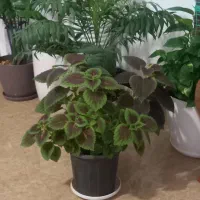 کیف|کیف، کفش، کمربند|اصفهان, بهارستان|دیوار