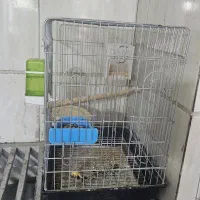قفس پرنده ۱۰۳۳