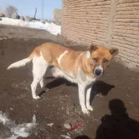 سگ نگهبان|سگ|اردبیل, |دیوار