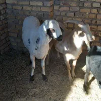 گوسفند فروشی