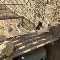 طوقی|پرنده|شبانکاره, |دیوار