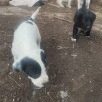 سگ پوینتر|سگ|سنگدوین, |دیوار