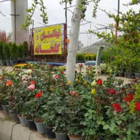 گل رز هلندی رز رونده ساناز رز صد برگ گلخانه اسدپور