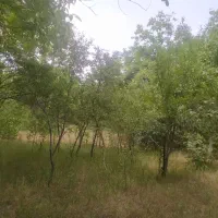 زمین-کشاورزی-دلیجان-روستای-جاسب