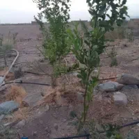 سلام ۳۵۰نهال نارنگی بفروش میرسد