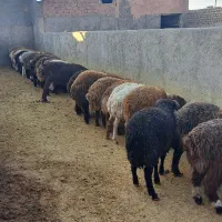 دام سبک|حیوانات مزرعه|سبزوار, قصبه شرقی|دیوار