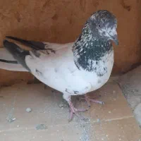 کبوترفروشی