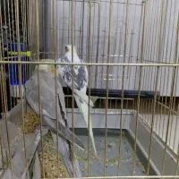 عروس هلندی