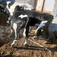 سه‌راس‌گاو‌و‌گوساله‌نر‌وماده