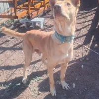 واگزاری سگ گرگی